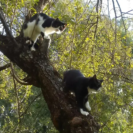 Les Favouilles, Le Pour 15 Personnes Appartement *