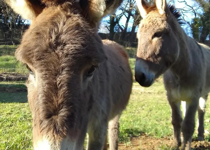 Les Favouilles, Le Pour 15 Personnes Apartment